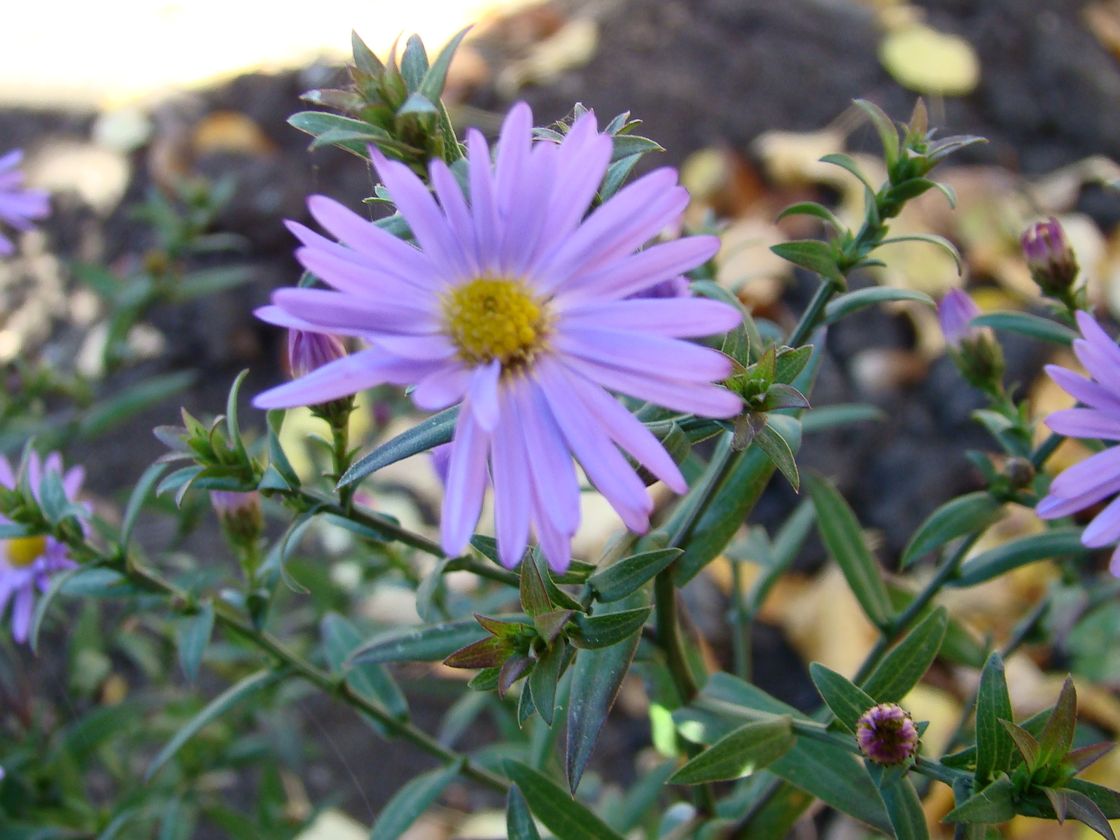 Autumn. - My, The photo, Longpost, Autumn, Flowers