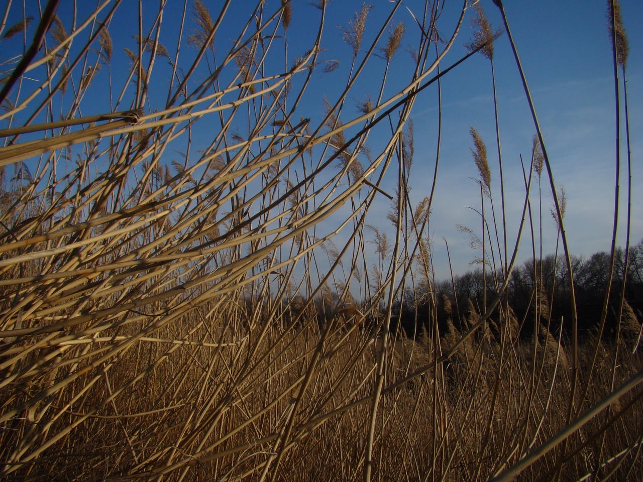 Autumn. - My, The photo, Longpost, Autumn, Flowers