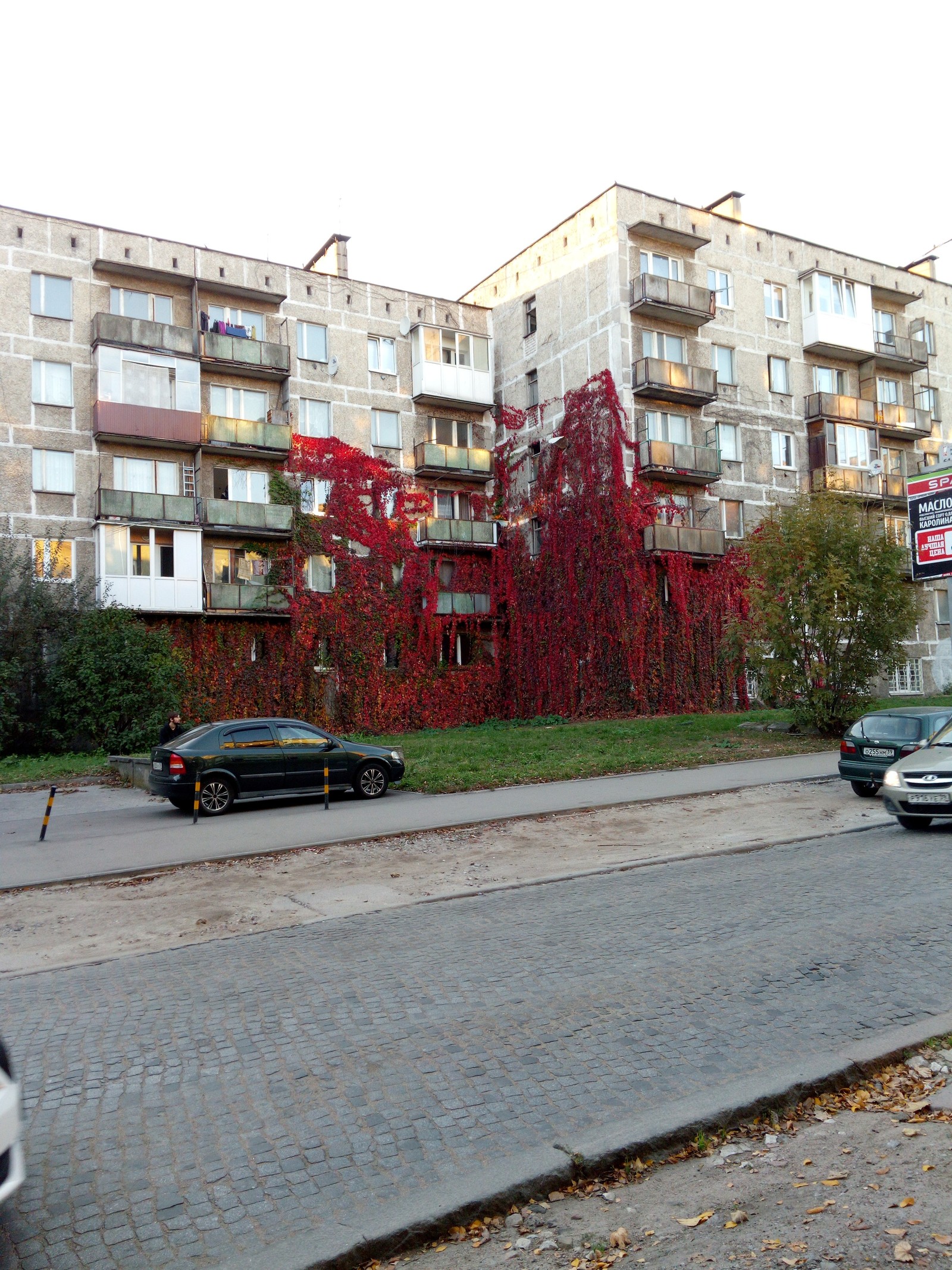 Плющ осенний в Калининграде - Моё, Плющ, Калининград, Осень, Фотография