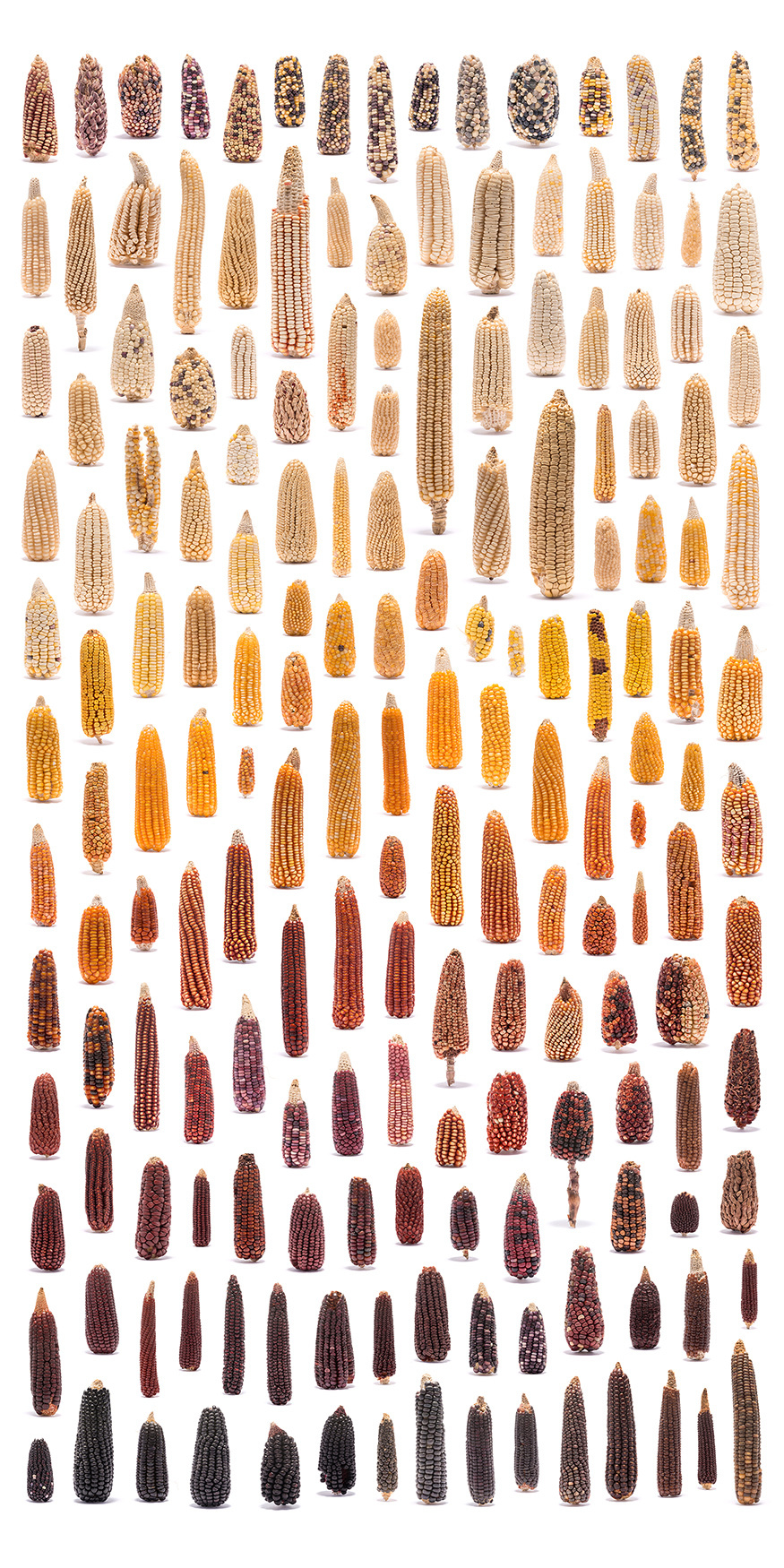 The beauty of natural diversity - Сельское хозяйство, Selection, The photo, Corn, Cucumbers, Pumpkin, Cabbage, Beans, Longpost