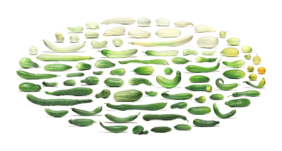 The beauty of natural diversity - Сельское хозяйство, Selection, The photo, Corn, Cucumbers, Pumpkin, Cabbage, Beans, Longpost