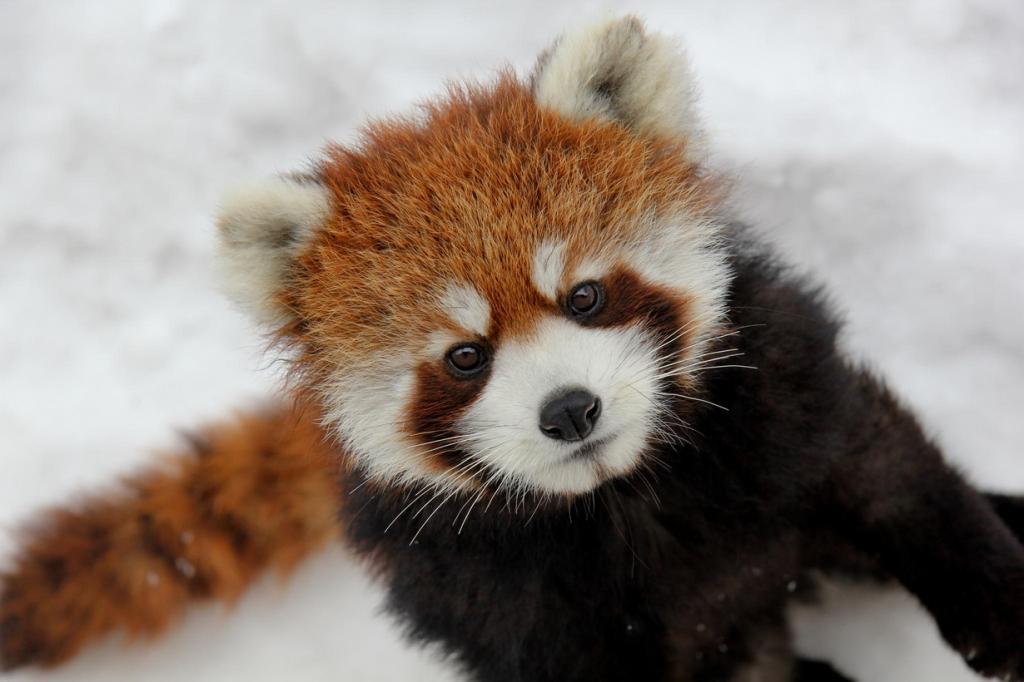 Small (or red) panda. - Red panda, Animals, Milota, Snow