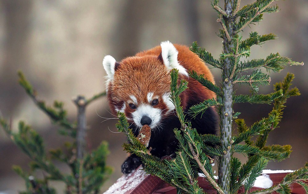 Small (or red) panda. - Red panda, Animals, Milota, Snow