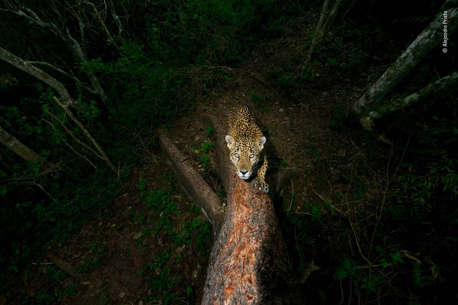 Победители конкурса Wildlife Photographer 2018 - Животные, Природа, Фотография, Конкурс, Длиннопост