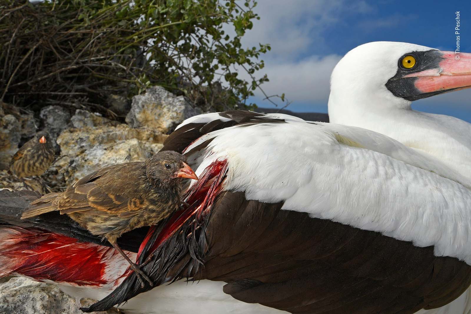 Победители конкурса Wildlife Photographer 2018 - Животные, Природа, Фотография, Конкурс, Длиннопост