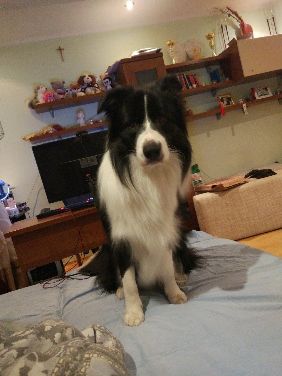 My dog ??border collie - Richard - My, Border Collie, Dog, Dog days, Milota, cuteness, Best friend, Longpost