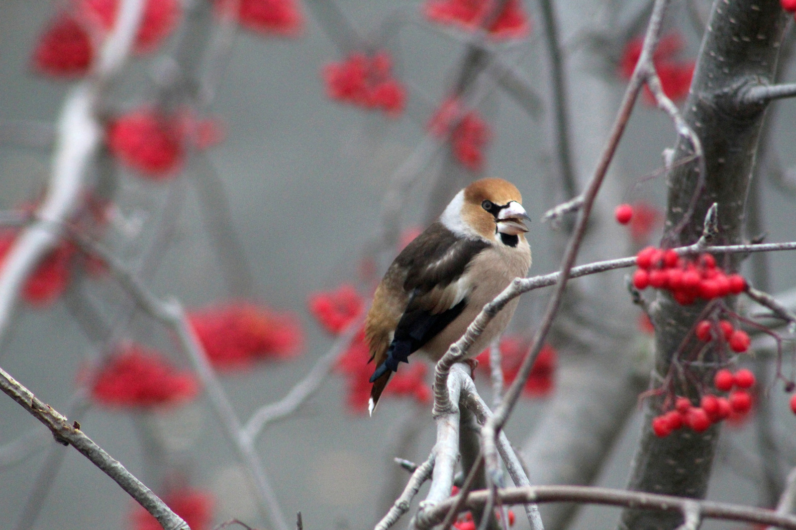 Dubonos - My, Birds, Bullfinches, Dubonos, The photo