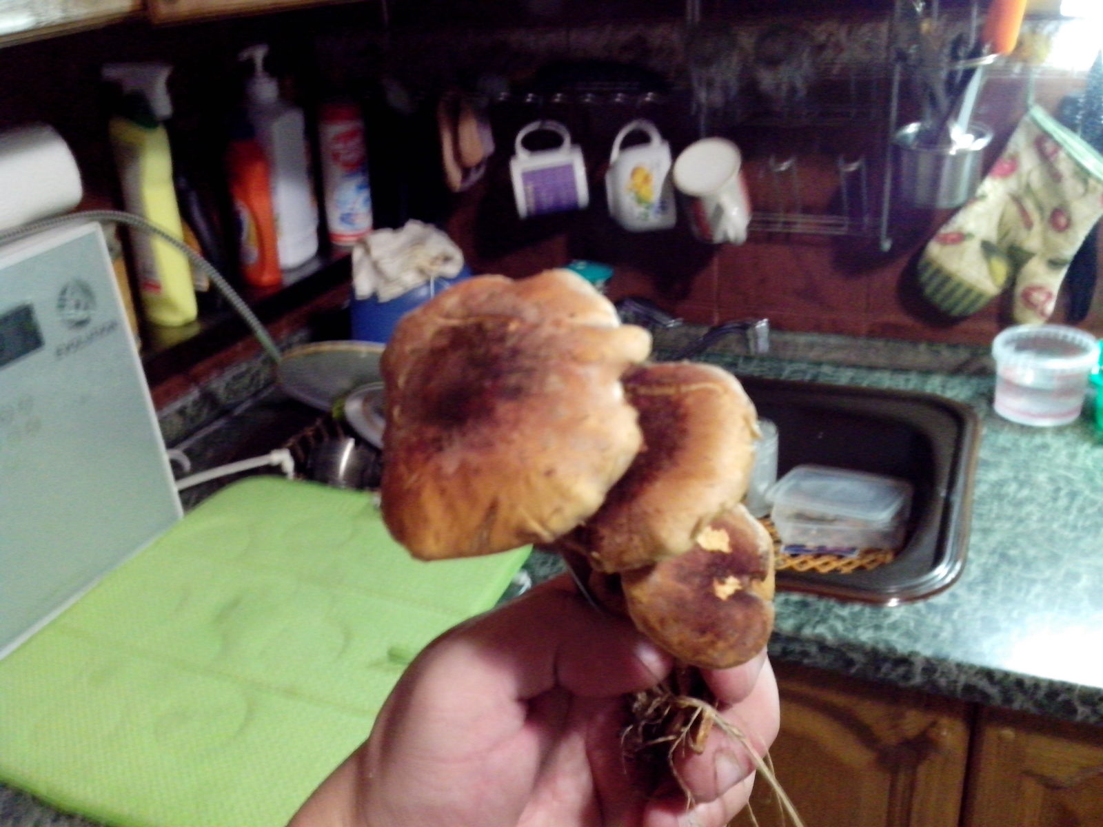 For identification - My, Mushrooms, Identification, Longpost