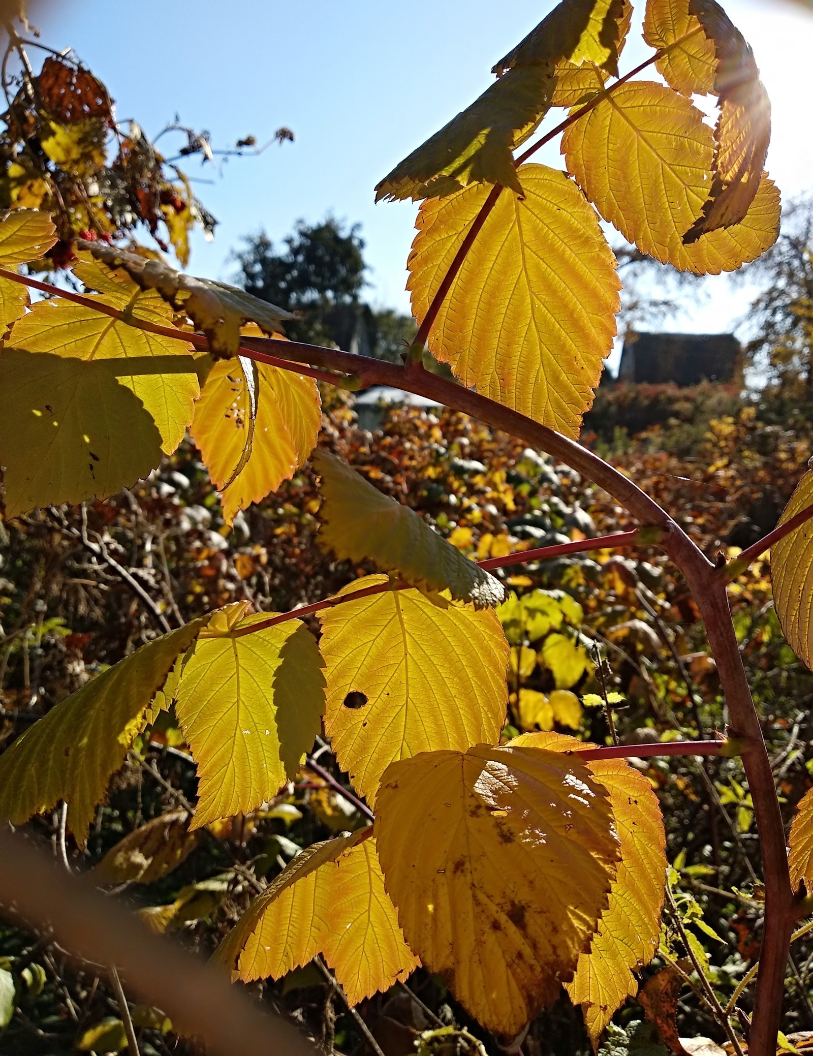 Autumn among cottages - My, Autumn, Walk, beauty of nature, The photo, Longpost