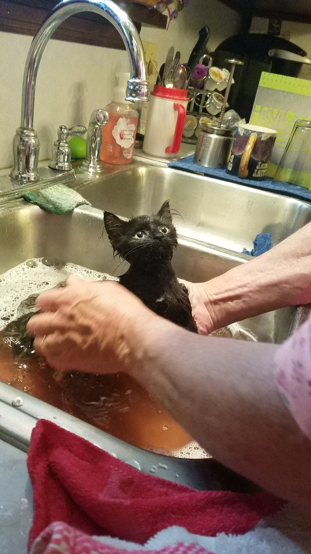 Maybe not? - The photo, cat, Bathing, Bathing