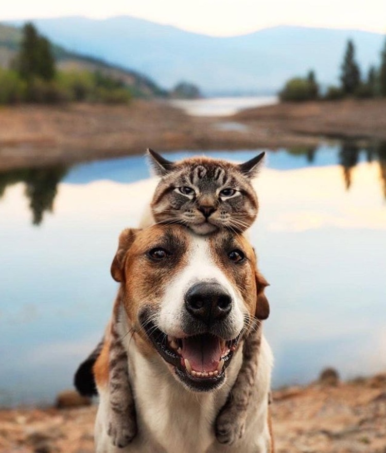 Friends.. - Dog, cat, Pets, friendship