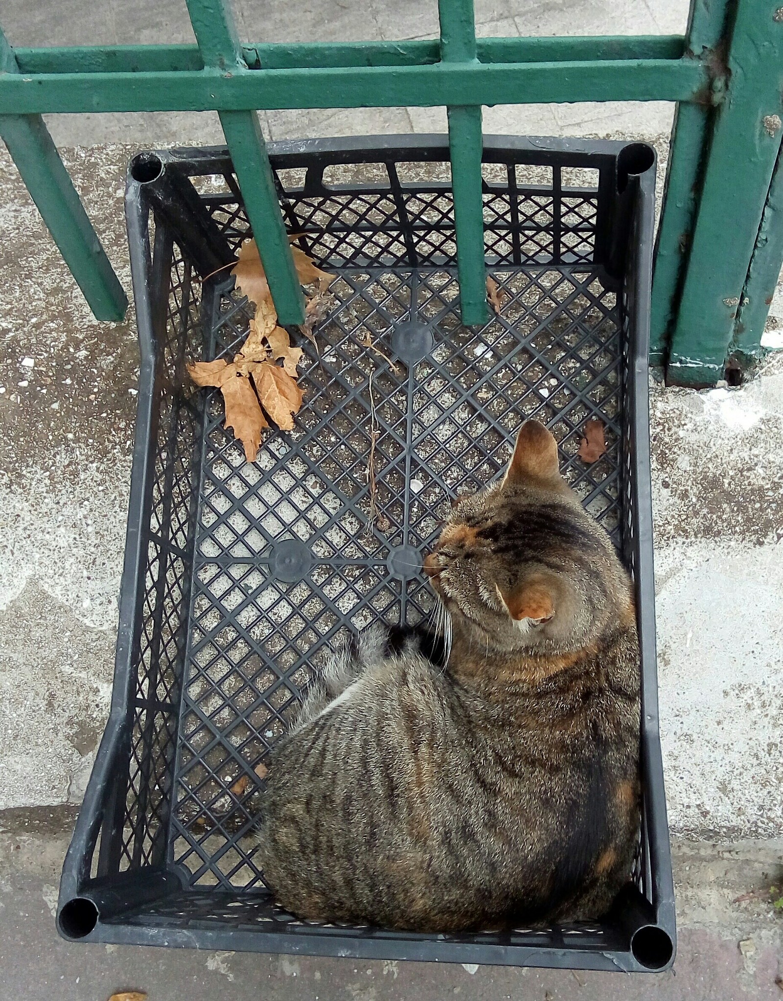 Istanbul street cats - My, cat, Istanbul, Travels, Turkey, Longpost