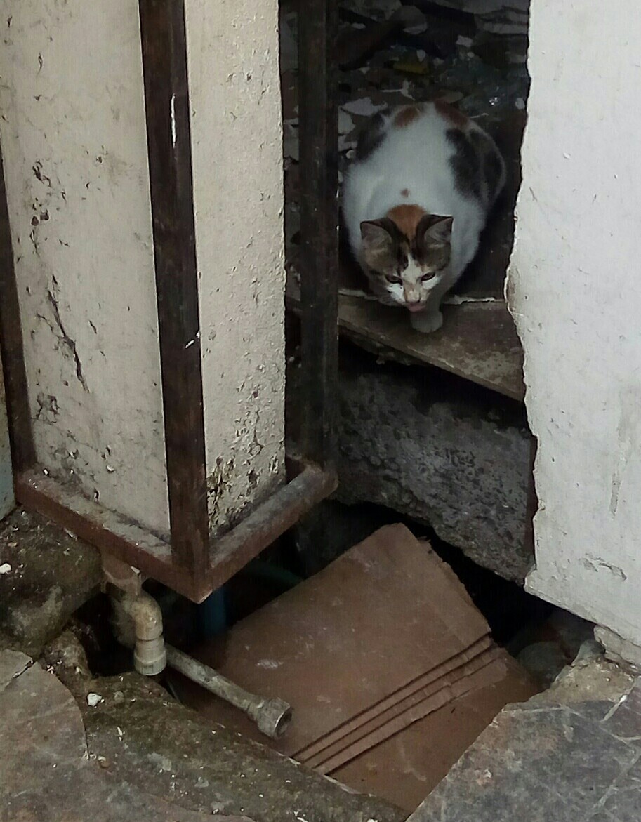 Istanbul street cats - My, cat, Istanbul, Travels, Turkey, Longpost