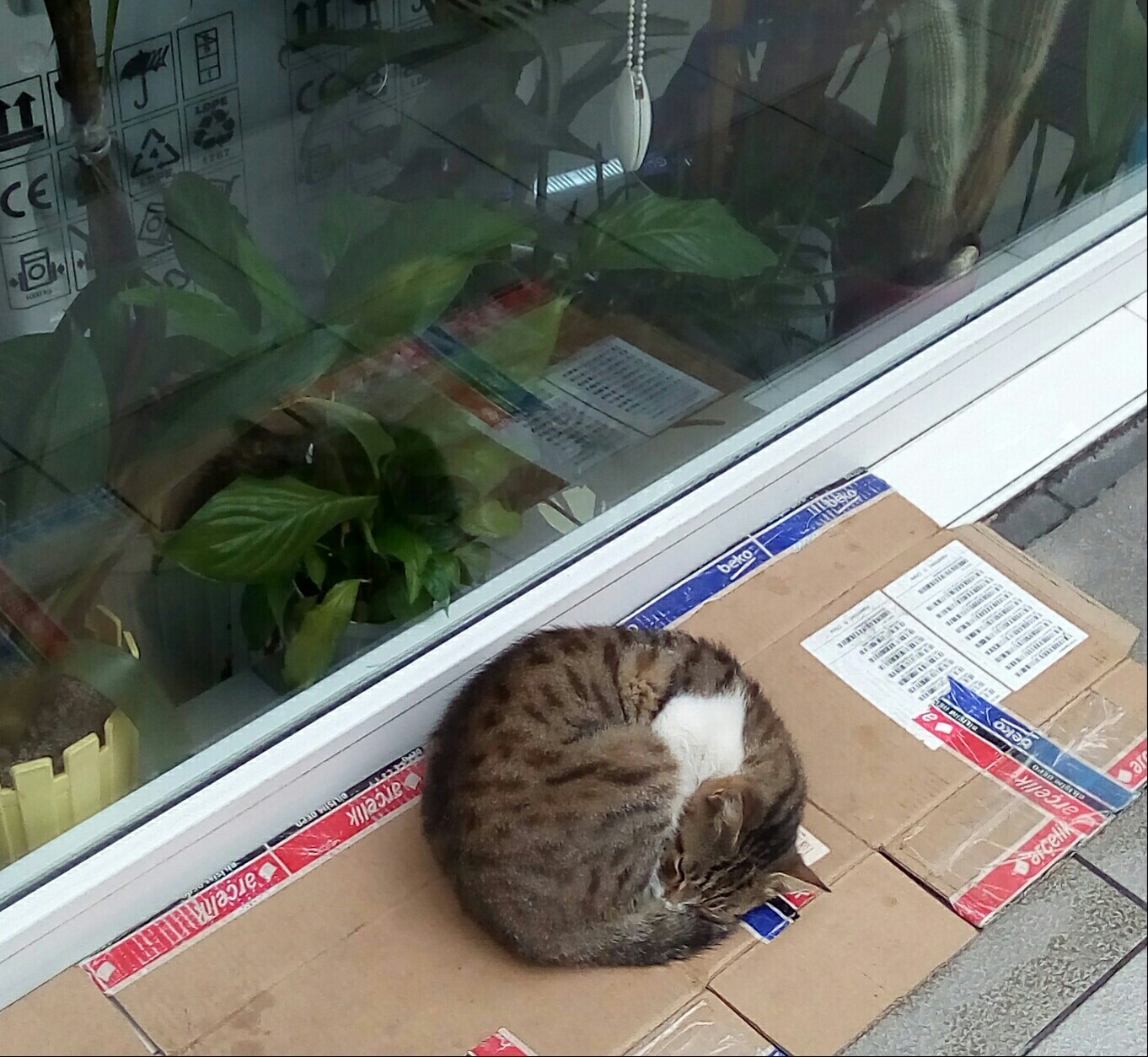 Istanbul street cats - My, cat, Istanbul, Travels, Turkey, Longpost