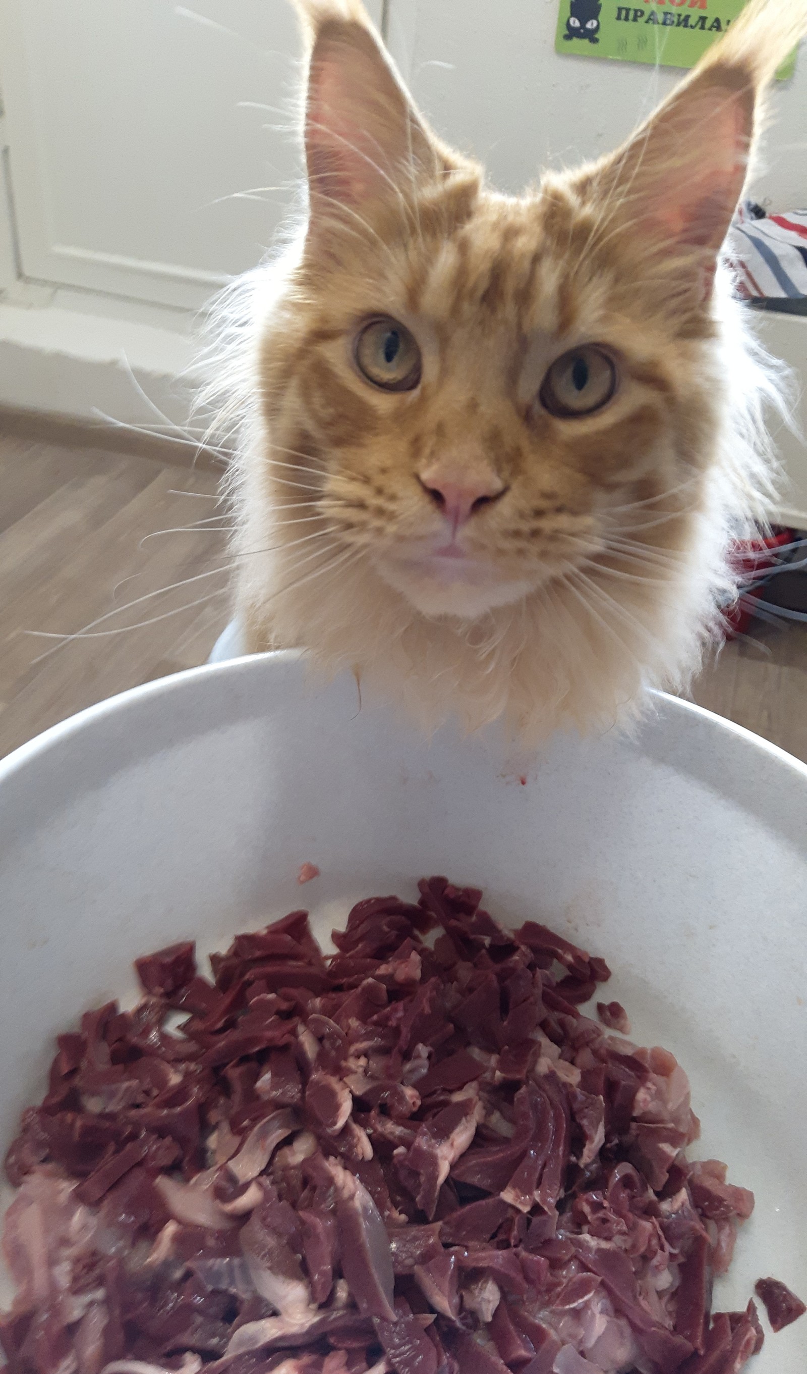 It's all for me? - My, Maine Coon, Animal feed, Hunger, cat, Catomafia