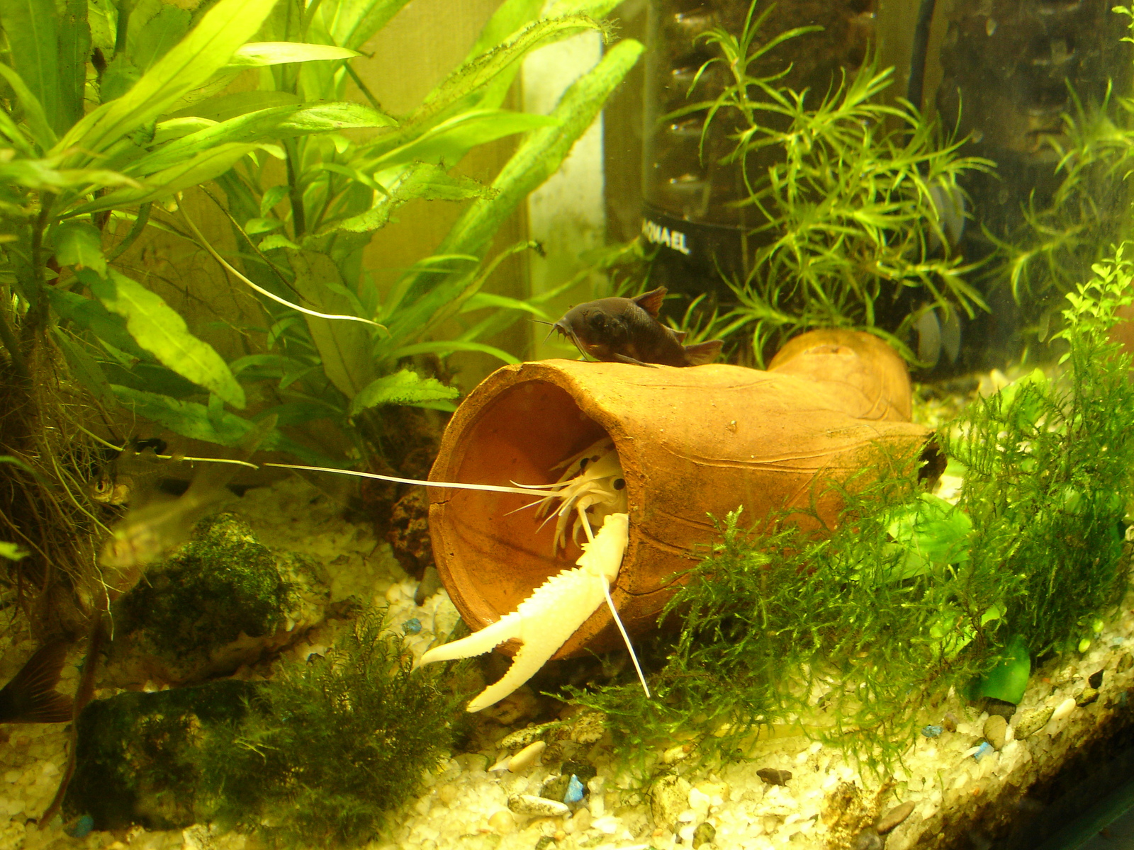 Get-togethers - My, Crayfish, Corydoras, Aquarium, Aquarium fish, Animals