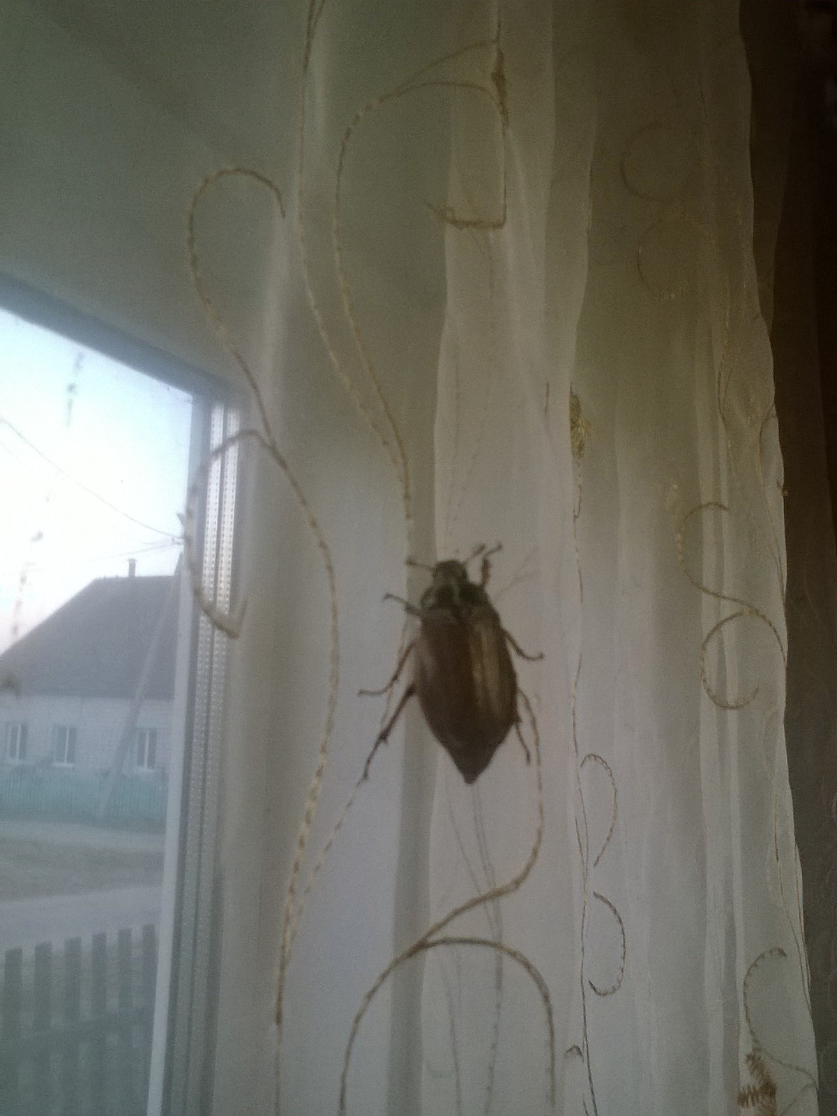 Maybug in October. - Chafer, Wonders of nature