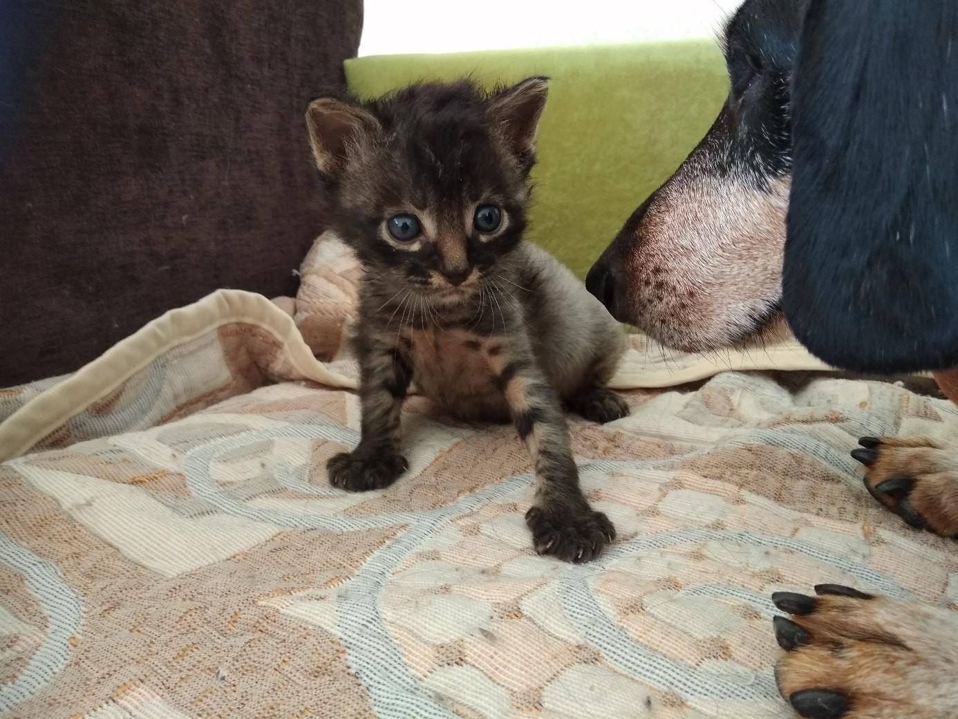 The kitten has grown - cat, Milota, Increased, Longpost