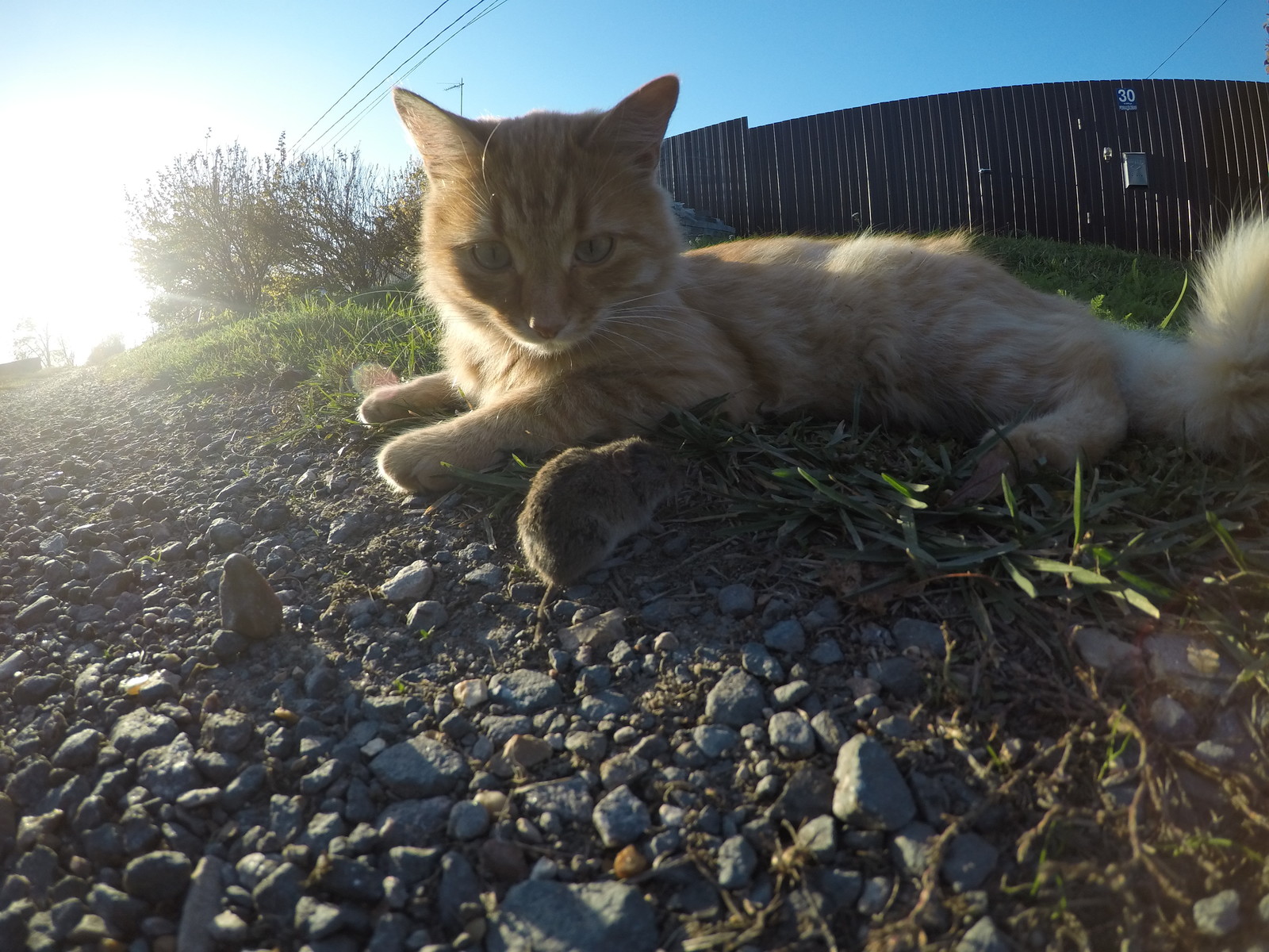 cat with mouse - My, Bike ride, Mouse, cat, Photo on sneaker, Longpost