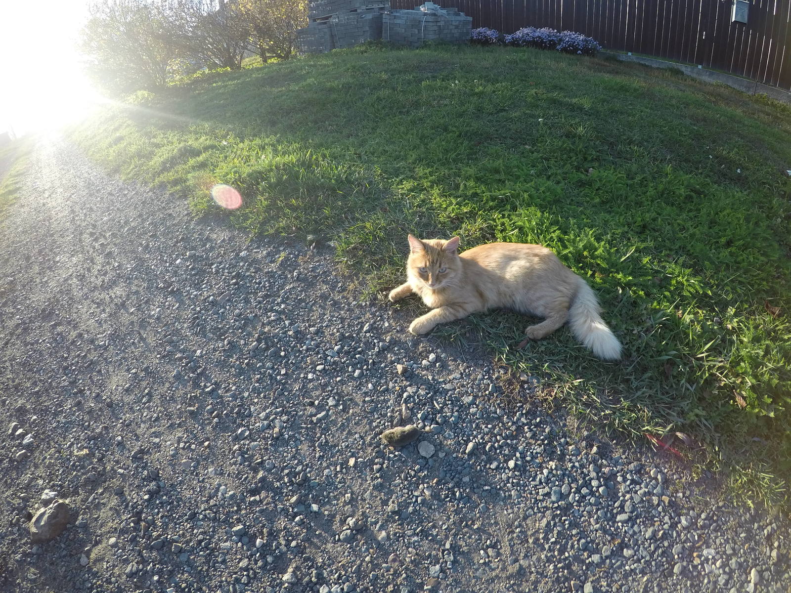 cat with mouse - My, Bike ride, Mouse, cat, Photo on sneaker, Longpost