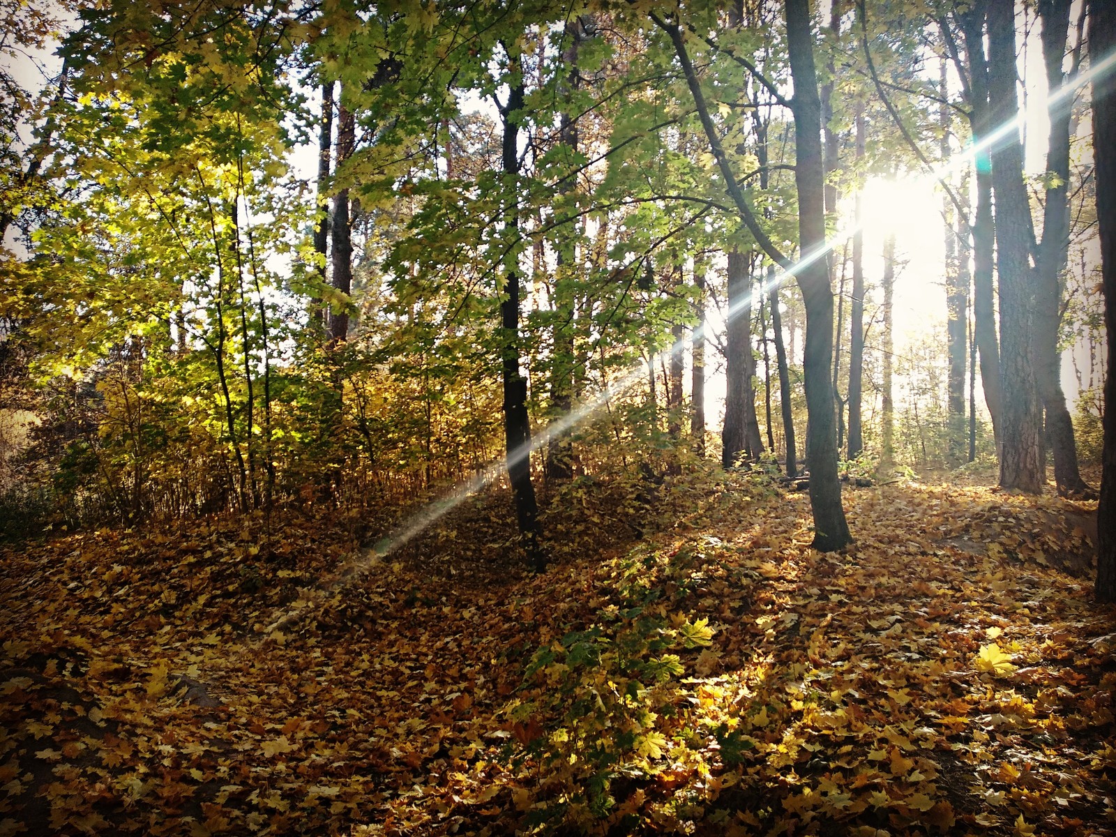 Swimming in the rays... - My, Nature, Landscape, Longpost