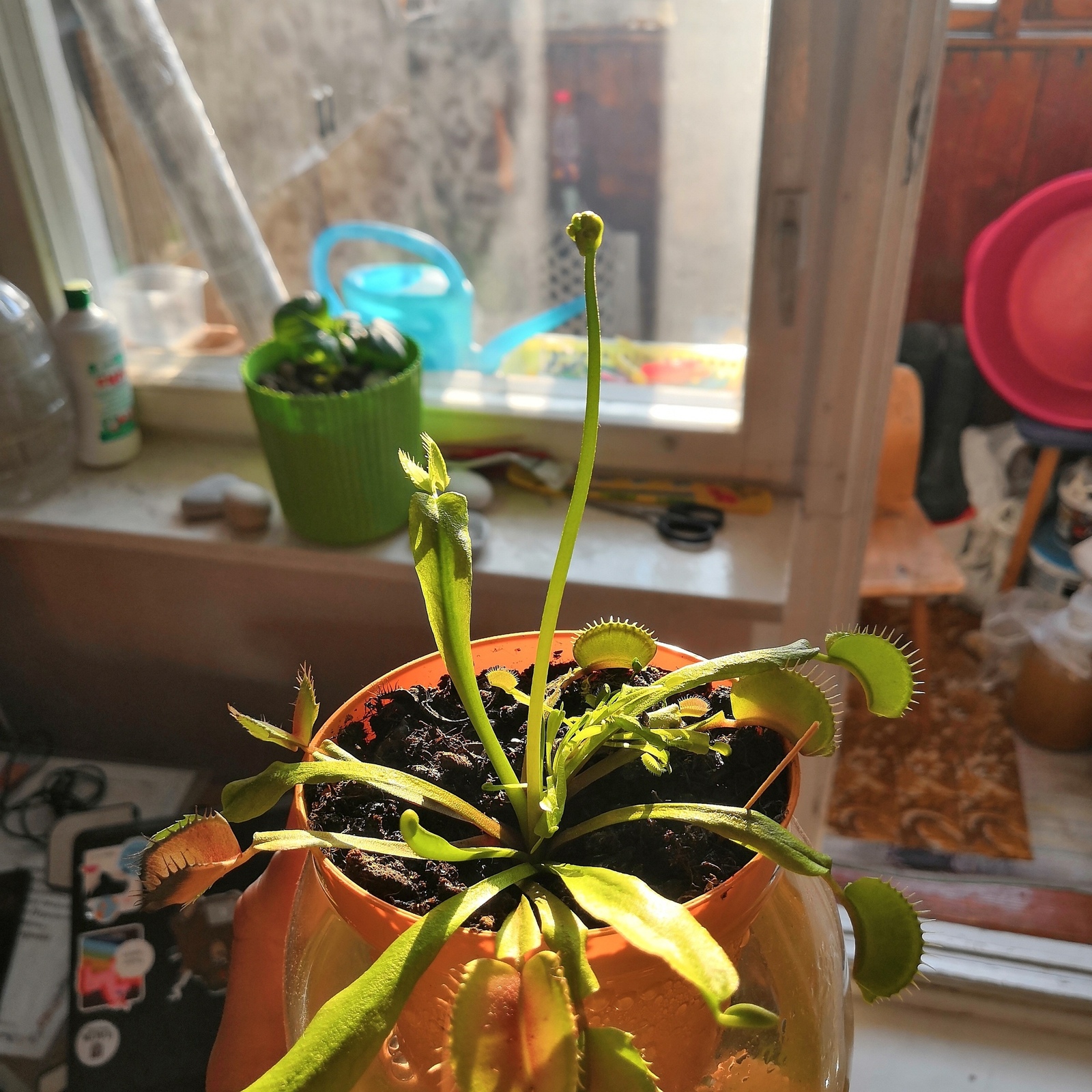 Sweet and bloodthirsty - My, Venus flytrap, Gardening, Longpost