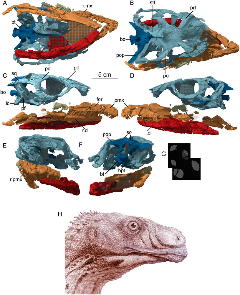 North American sauropodomorph clarifies the origin of giant dinosaurs - My, Dinosaurs, Paleontology, The science, Animals, Paleonews, Longpost