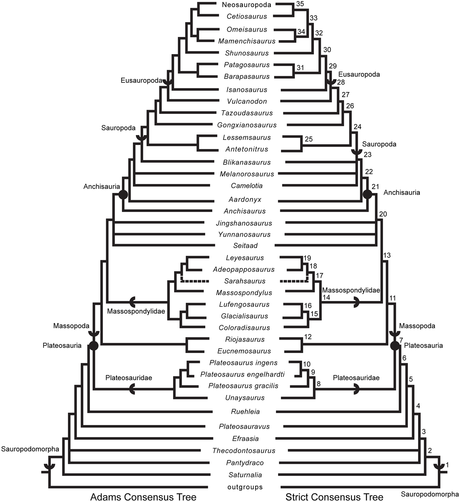 North American sauropodomorph clarifies the origin of giant dinosaurs - My, Dinosaurs, Paleontology, The science, Animals, Paleonews, Longpost