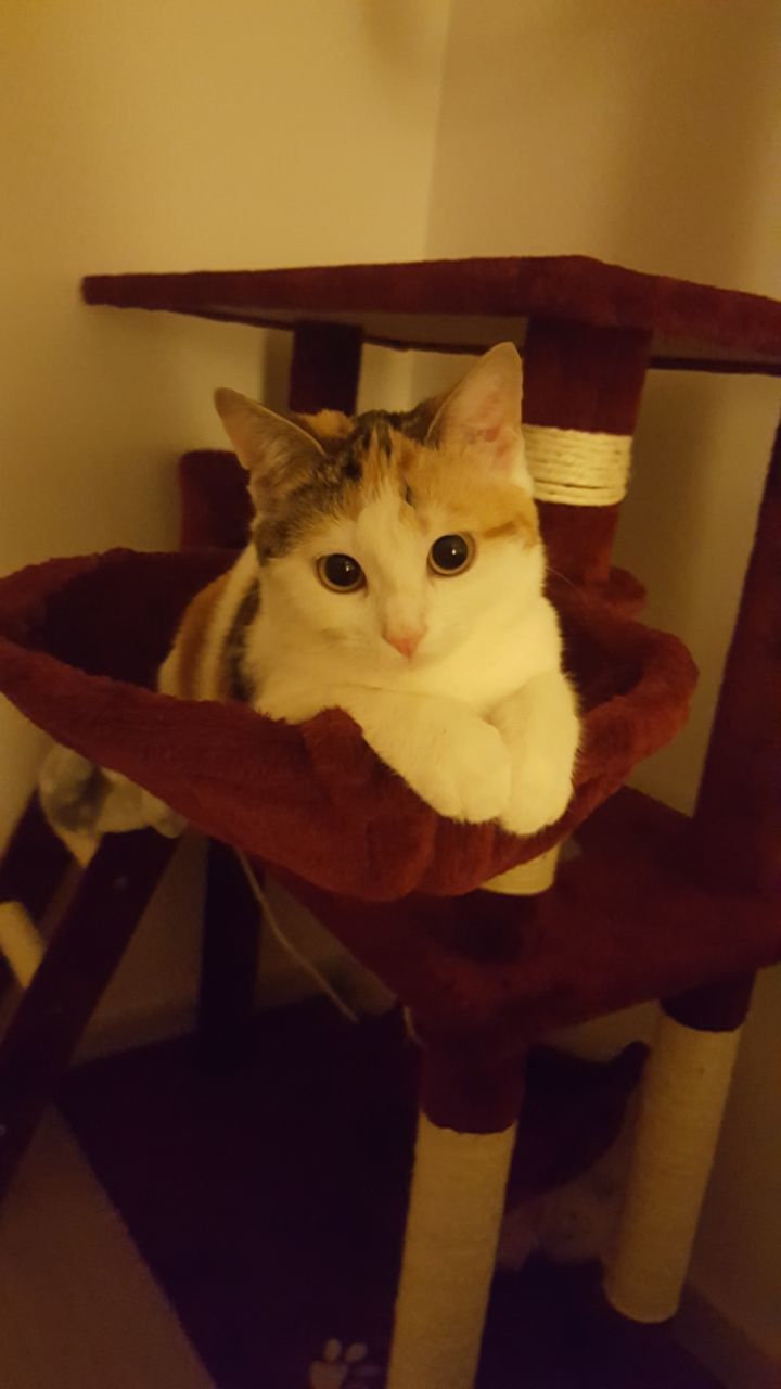 Looking for a comfortable place - cat, Pets, Longpost