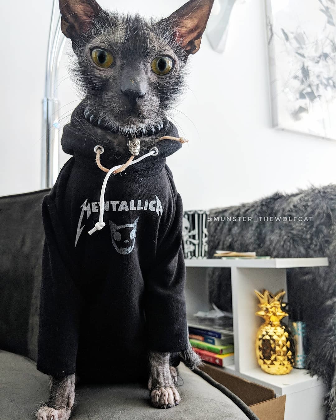 True metal worker - Metallica, Animals, cat, Likoy