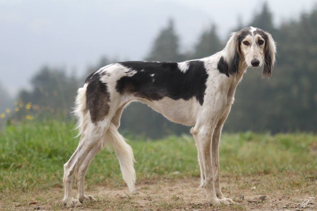 About dog breeds №64. - Dog, Dog breeds, Saluki, Greyhound, Longpost