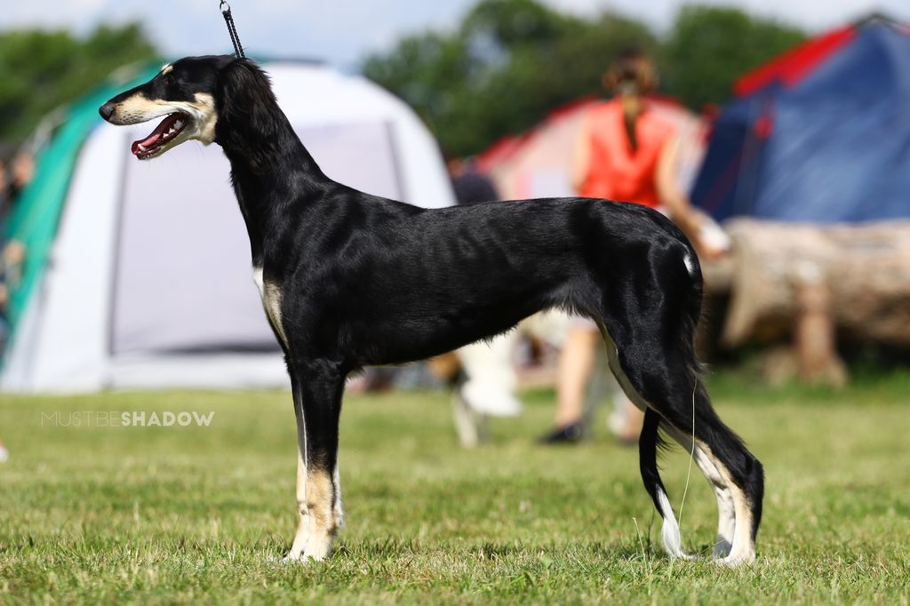 About dog breeds №64. - Dog, Dog breeds, Saluki, Greyhound, Longpost