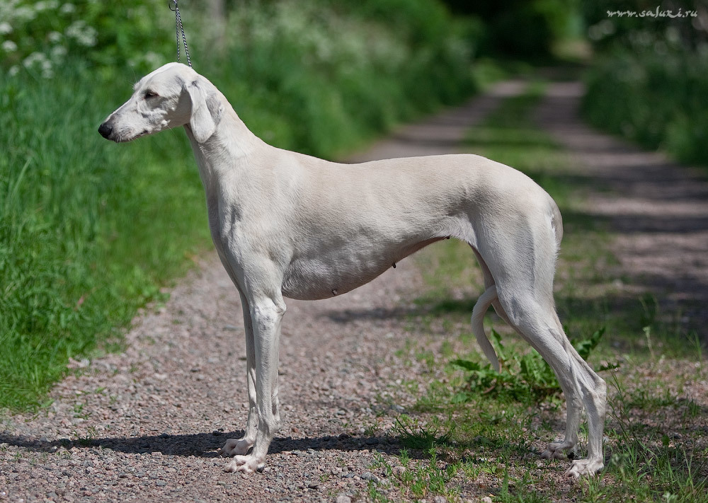 About dog breeds №64. - Dog, Dog breeds, Saluki, Greyhound, Longpost