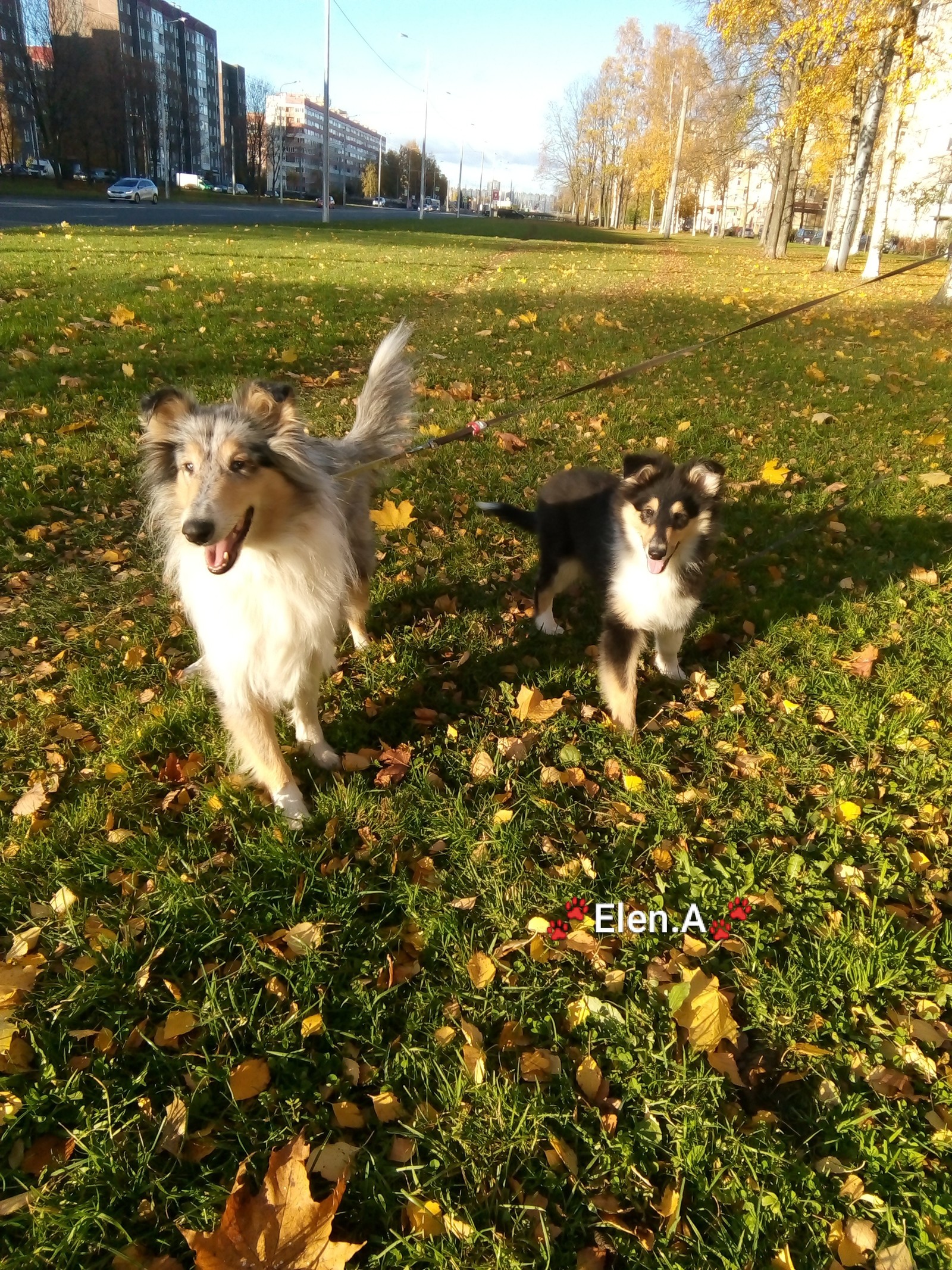 Mommy with son - My, Collie, Dog, Pets, Puppies, Longpost