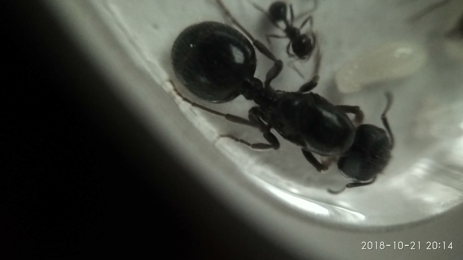 3rd day, after the complete migration of ants to the formicarium. - My, Myrmikiper, Formicaria, Ants, Insects, Longpost