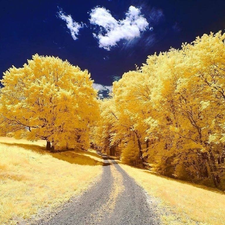 Желтая осень в штате Массачусетс | Пикабу