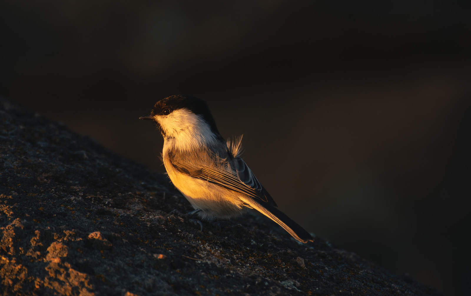 sunset birds - My, Beginning photographer, Krasnoyarsk pillars, Birds, Nature, The mountains, Sunset, Longpost