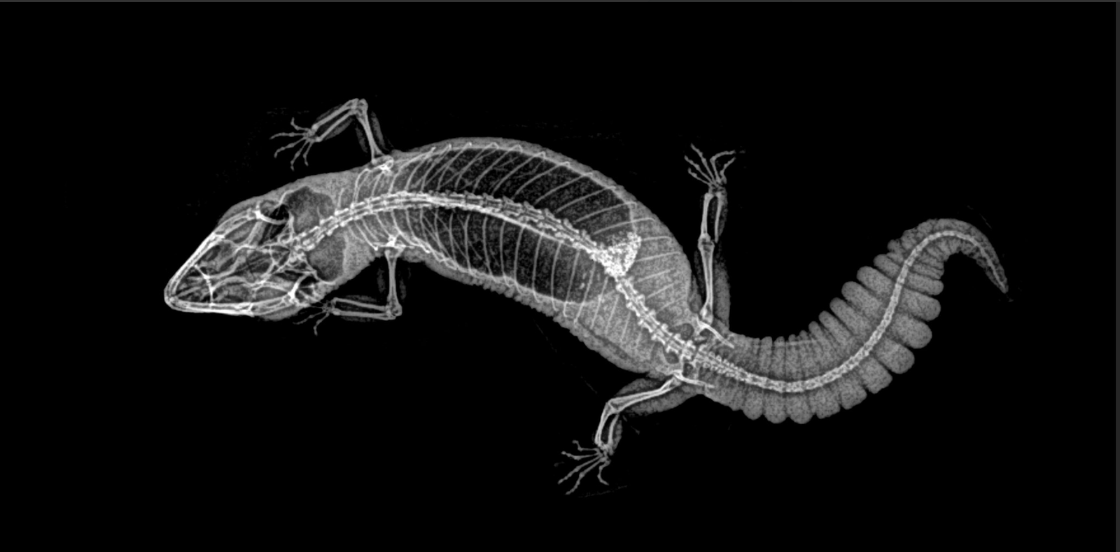 The Oregon Zoo decided to show what the animals look like from the inside by publishing x-rays of animals. - The photo, Zoo, USA, Animals, X-ray, Oregon, Longpost
