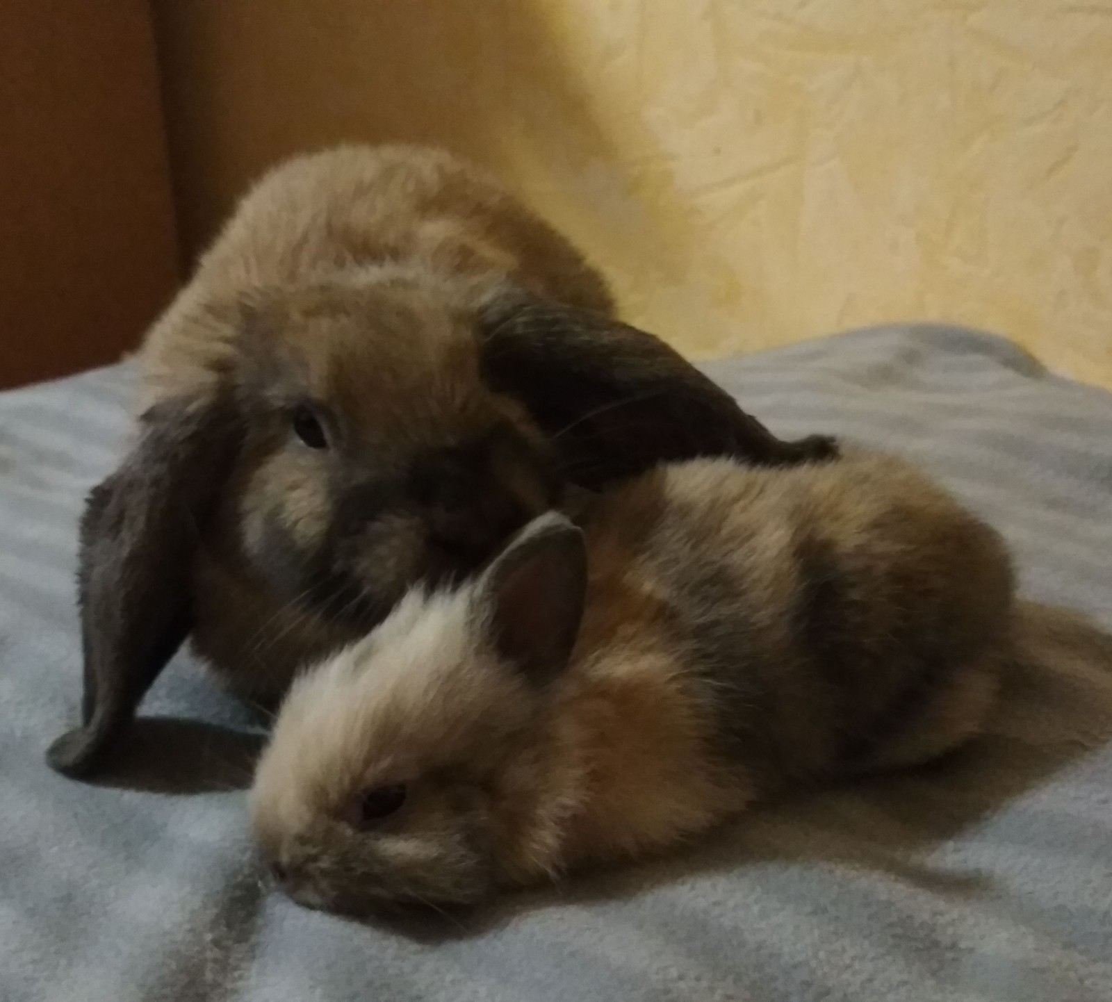 domestic rabbits - My, Rabbit, Fluffy, Longpost