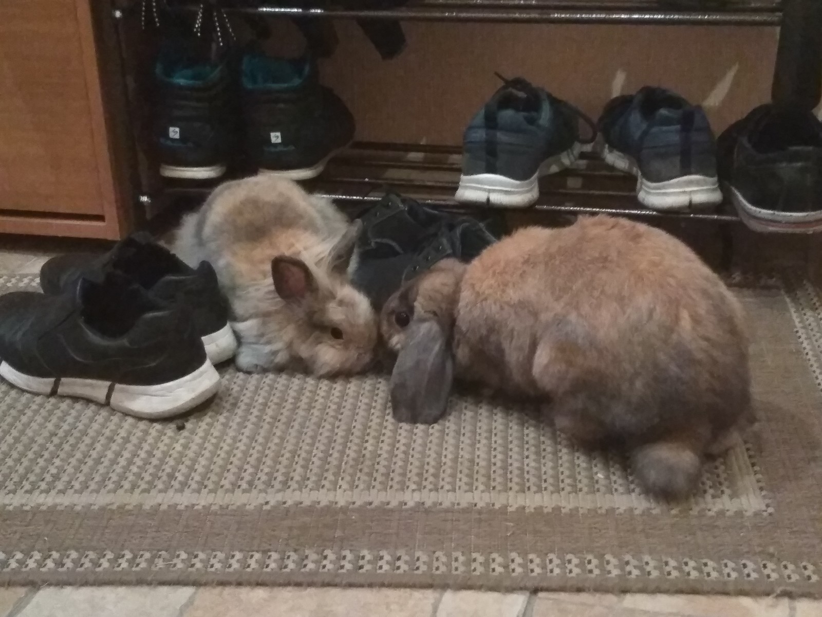 domestic rabbits - My, Rabbit, Fluffy, Longpost