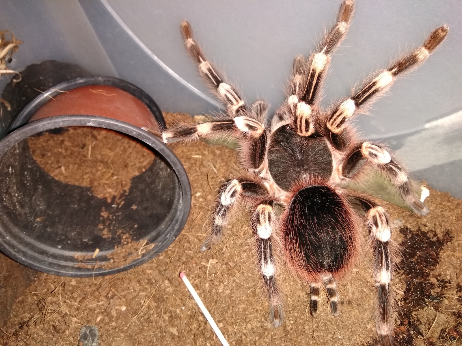 Malyavochka - My, Arachnophobia, Bird spiders, Spider, Hobby, Pet, Longpost, Pets