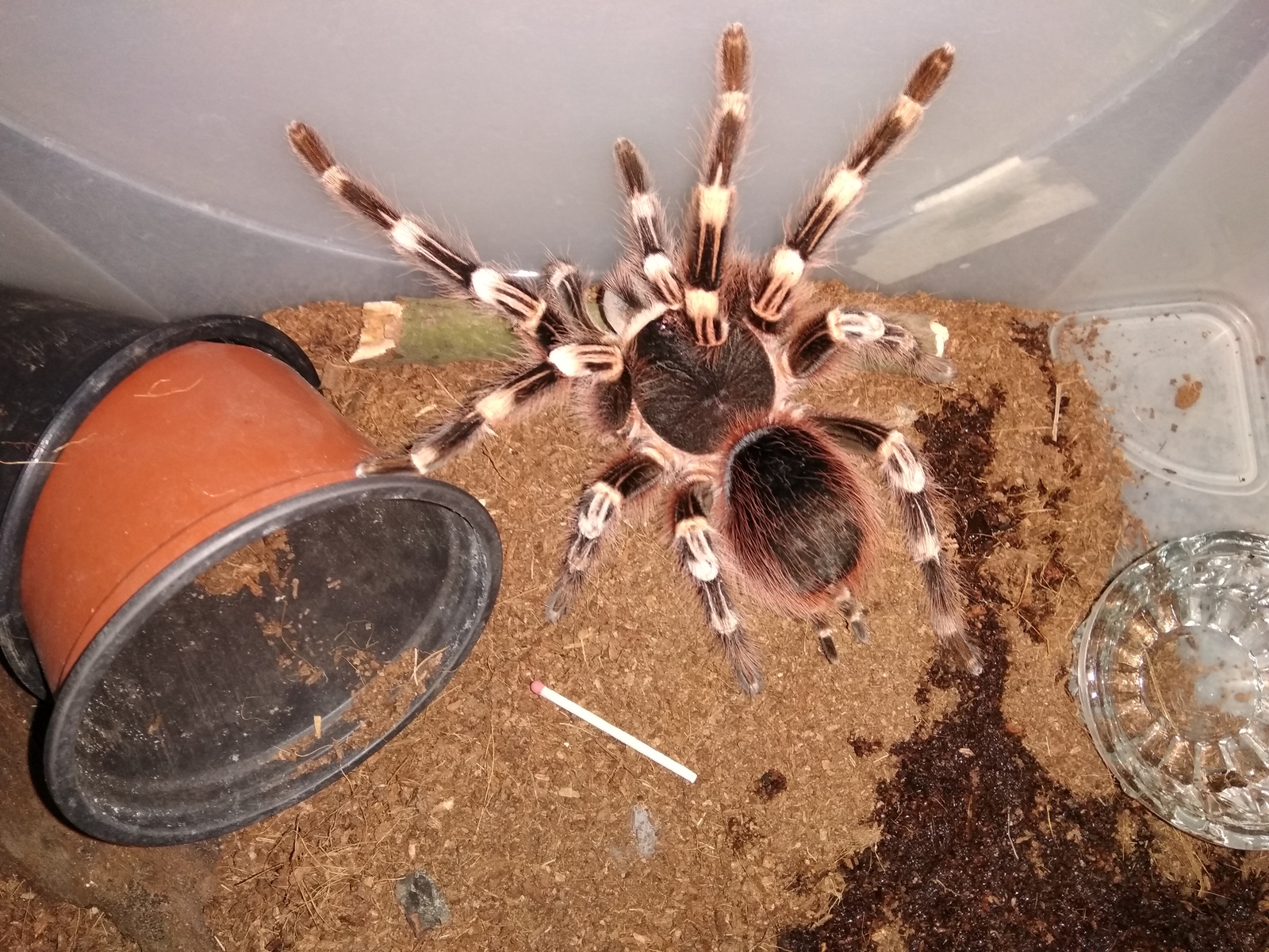 Malyavochka - My, Arachnophobia, Bird spiders, Spider, Hobby, Pet, Longpost, Pets