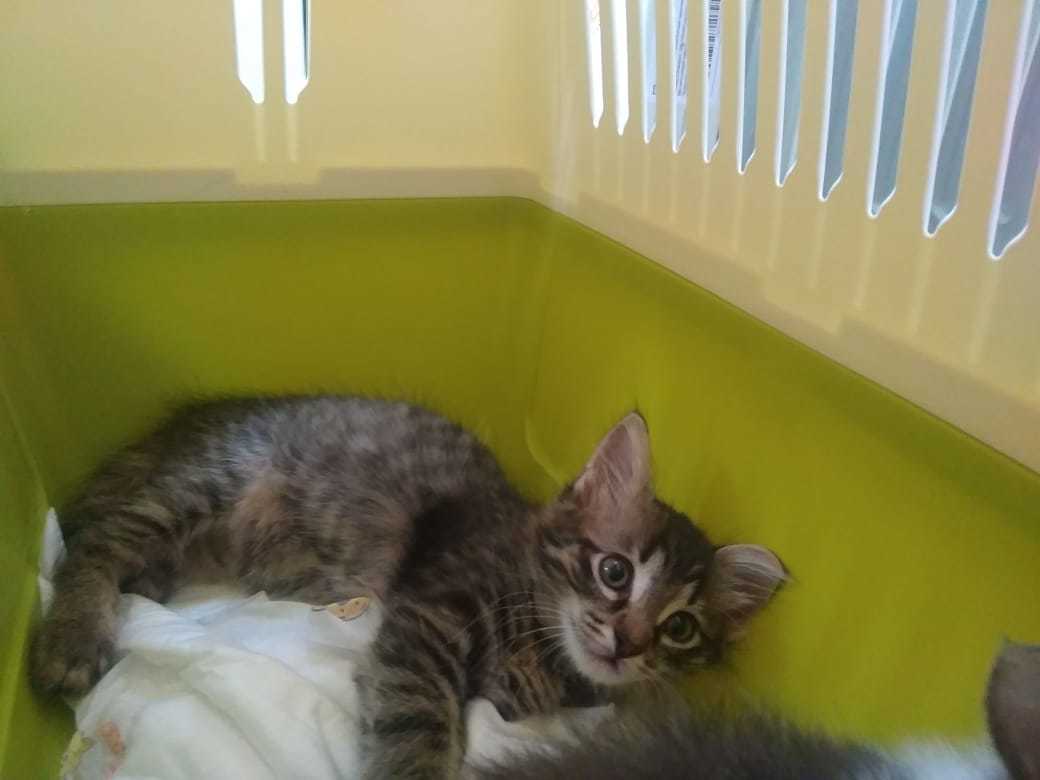 Moscow cat - My, cat, Kittens, Help, No rating, In good hands, Moscow, Longpost, Looking for a home