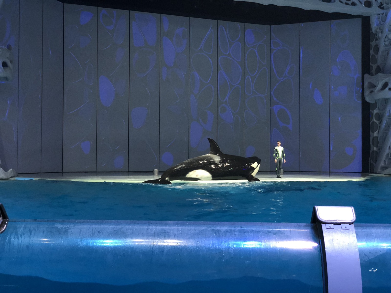 When I thought there would be some splash - My, , Moskvarium, water show, Video, Fail, Killer whale