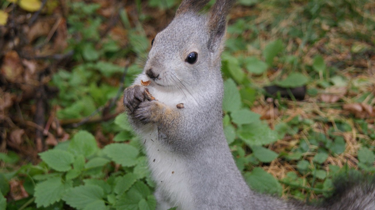 Squirrel - My, The photo, Squirrel, Forest, Nuts, Autumn