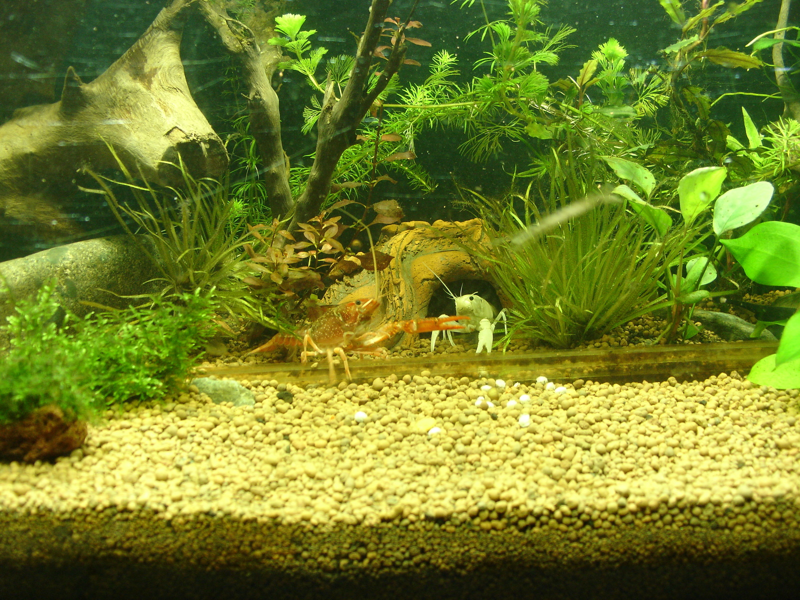 By yesterday's post and the crippled cancer, I still went out for a while, but I managed to take a picture - My, Aquarium, Aquarium crayfish, Animals, Longpost