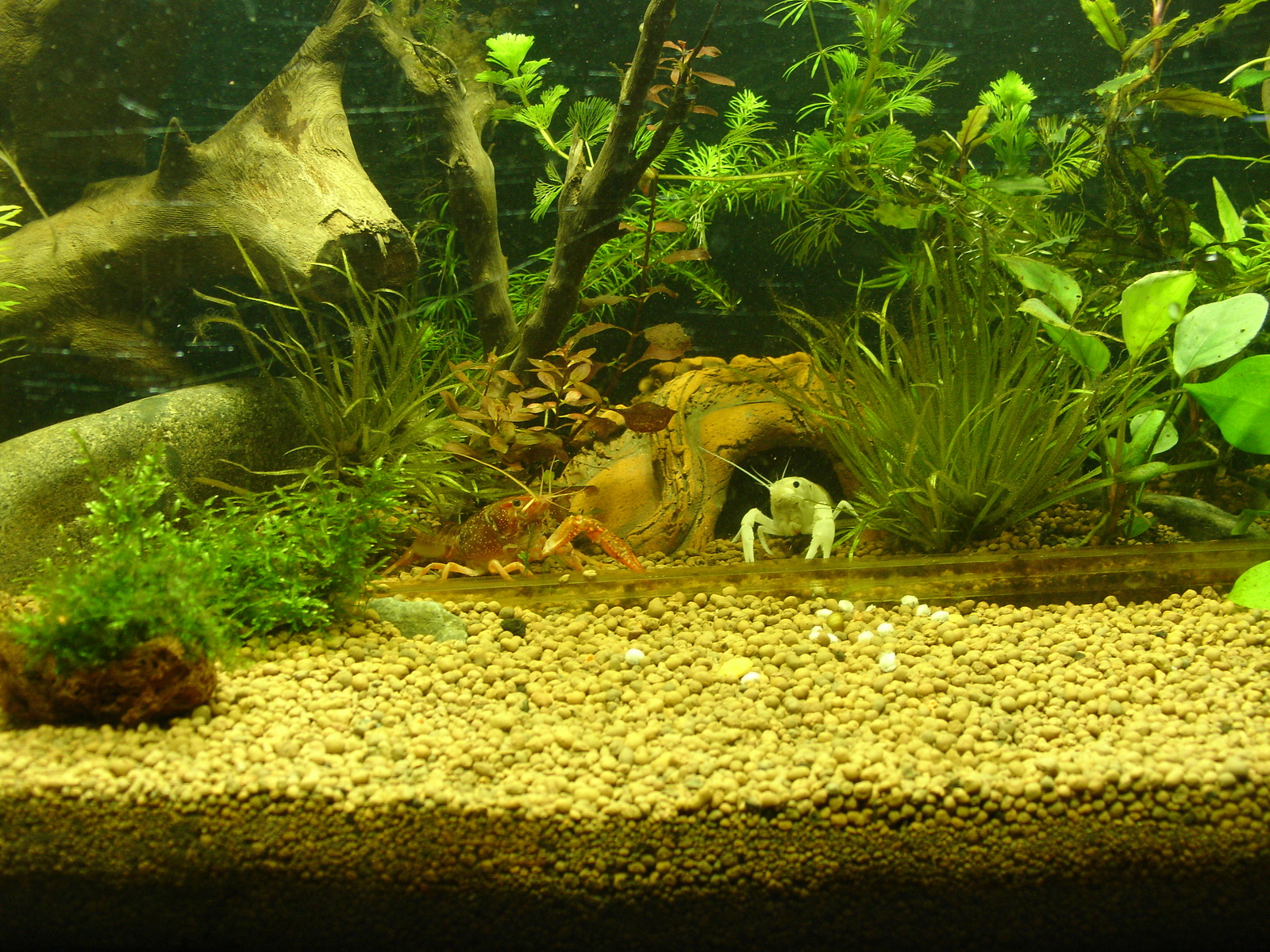 By yesterday's post and the crippled cancer, I still went out for a while, but I managed to take a picture - My, Aquarium, Aquarium crayfish, Animals, Longpost