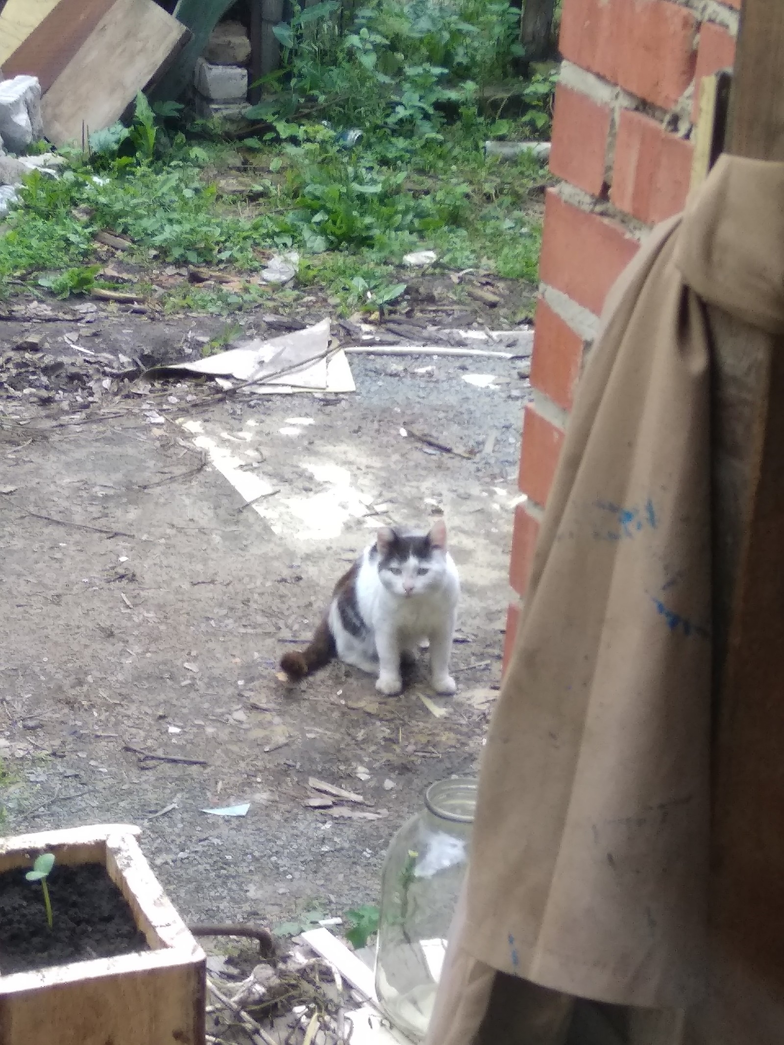 Guests. - My, cat, Street, Village, Longpost