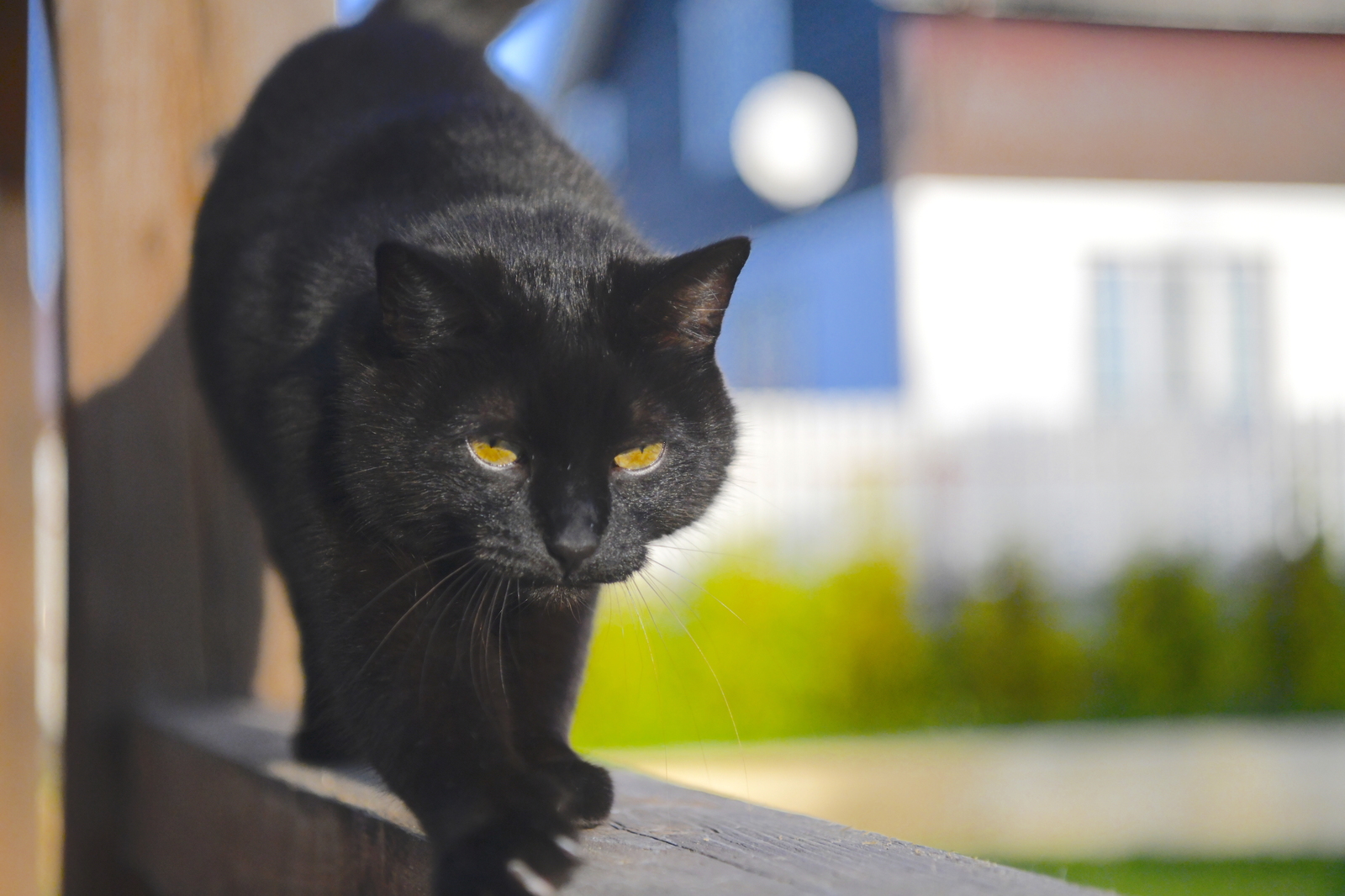 Black - My, cat, Catomafia, Black cat, Video, Longpost