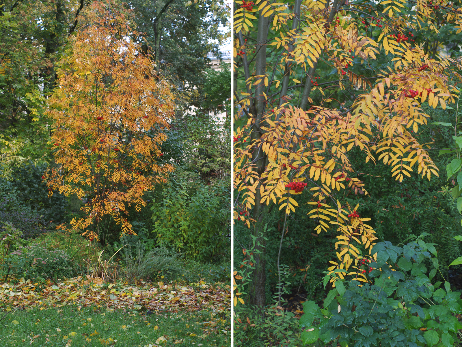 One Hundred Shades of Autumn on the Black River. - My, Saint Petersburg, Black River, Cityscapes, Autumn, The photo, Courtyard, Leaves, Longpost, Street photography